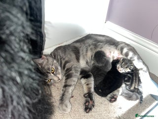 British Shorthair cats 3 kittens ready for collection - Advert 1