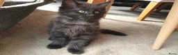 Mixed Breed cats for sale: 4 mixed breed main coon/ bengal boys - Advert 13