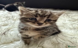 Bengal cats for sale: Bengal mix - Image 1