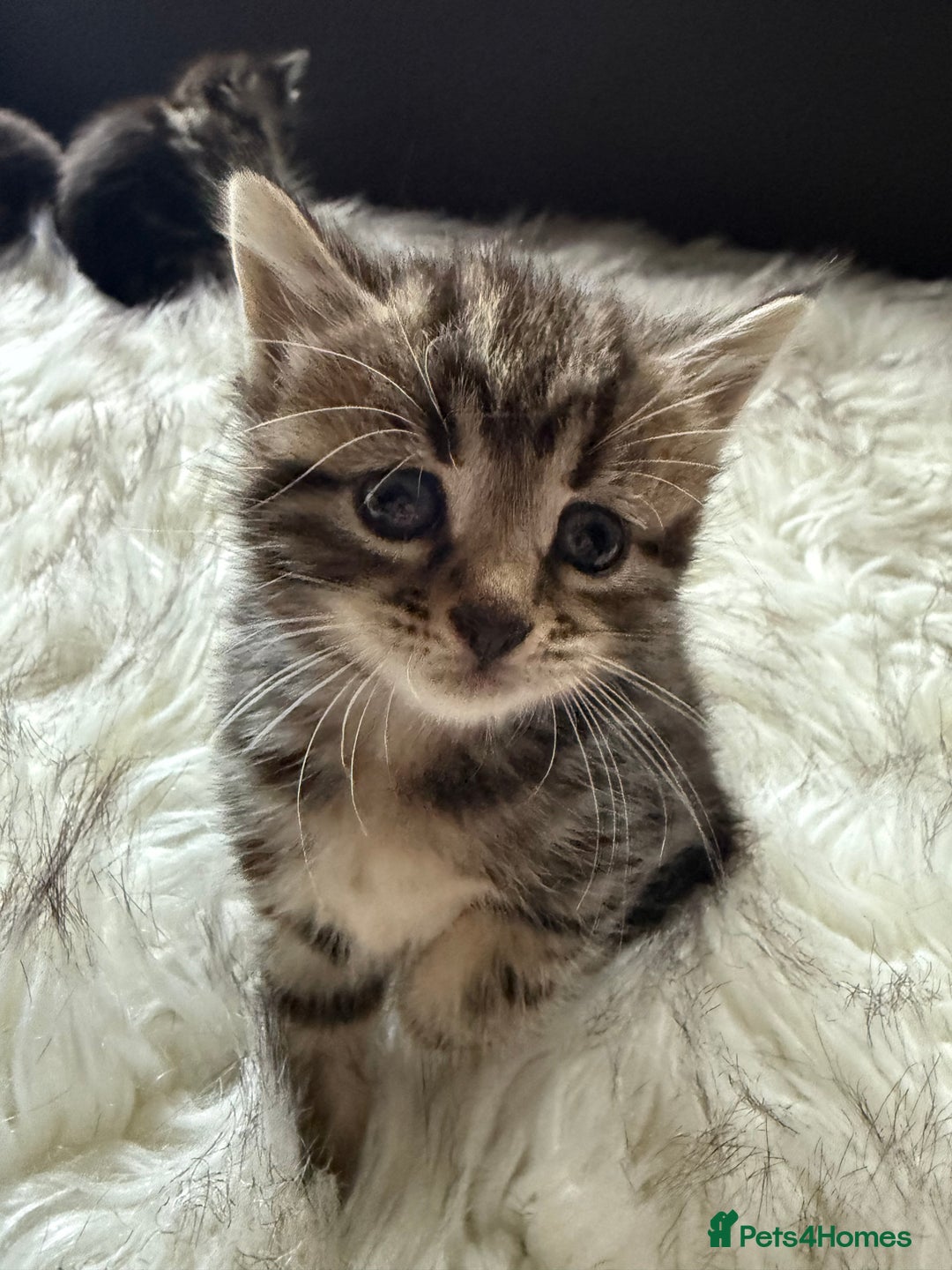 Bengal cats for sale: Bengal mix - Image 1