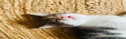Mixed Breed cats for sale: Kittens has been finished their nursery  - Advert 11