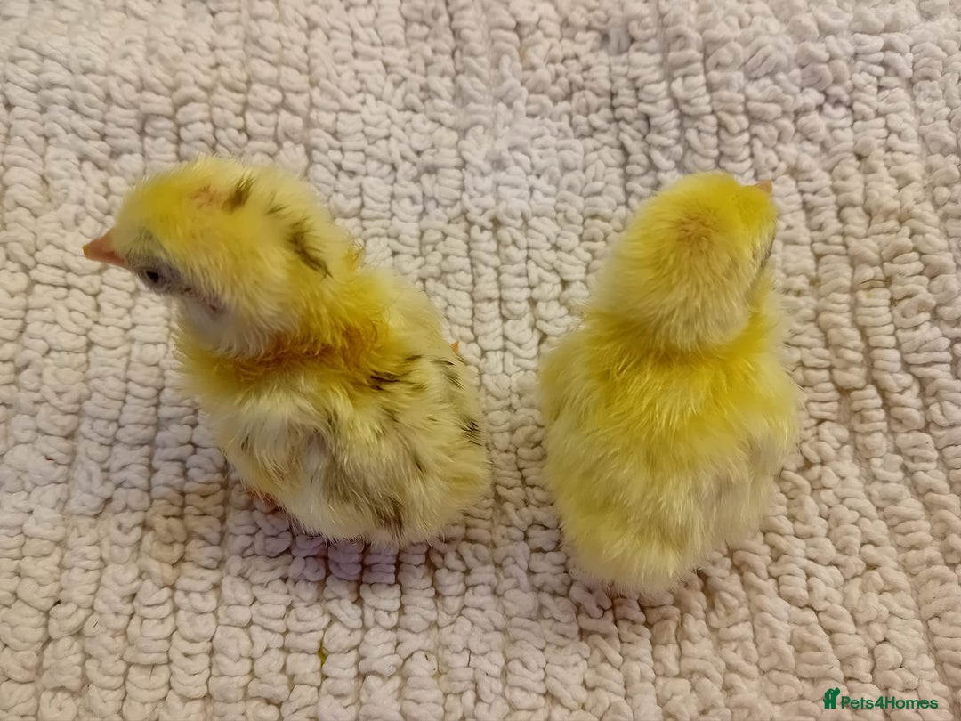 Chickens poultry for sale: Beautiful, days old Serama Chicks Available in Ruardean - Image 7