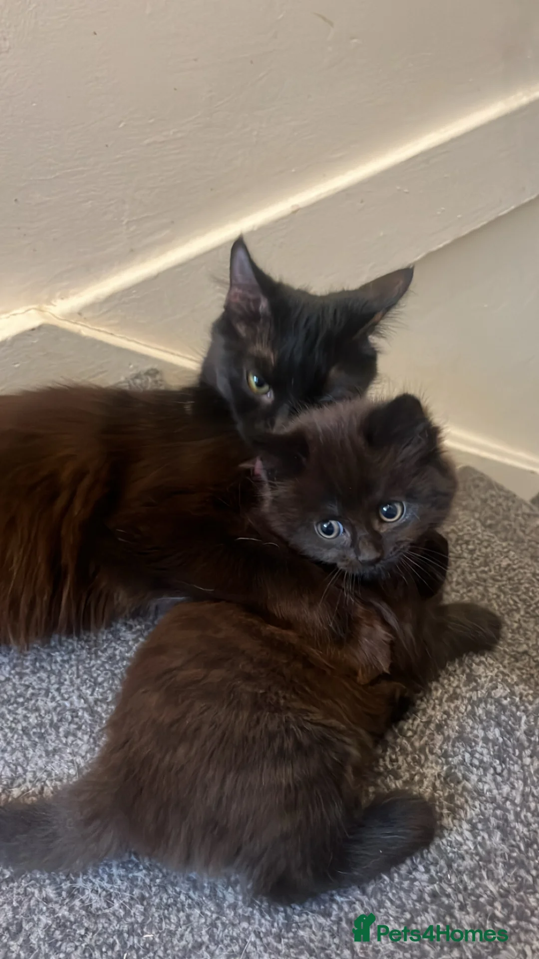 Mixed Breed cats for sale: Beautiful Black/Brown Kittens  in Bracknell - Advert 1