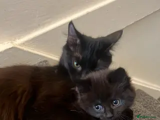Mixed Breed cats Beautiful Black/Brown Kittens - Advert 1