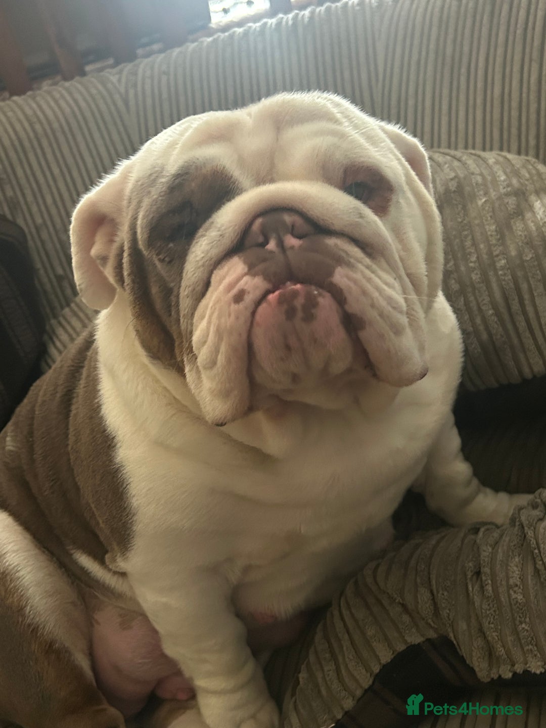 English Bulldog dogs for sale: Last girl Stunning KC Registered English Bulldog  - Image 6
