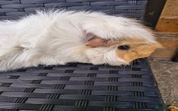 Guinea Pig rodents for sale: Two female Guinea Pigs 1 and 2 years old - Image 5