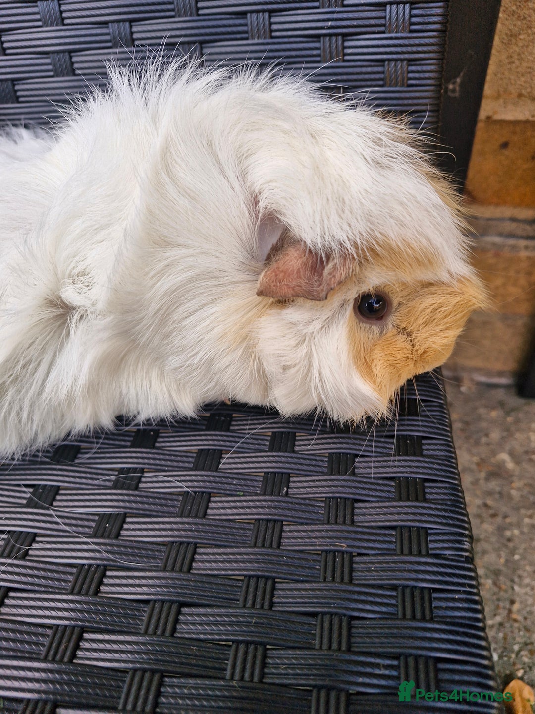Guinea Pig rodents for sale: Two female Guinea Pigs 1 and 2 years old - Image 5
