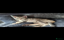 Bengal cats for sale: BENGAL KITTENS FOR SALE - Image 13