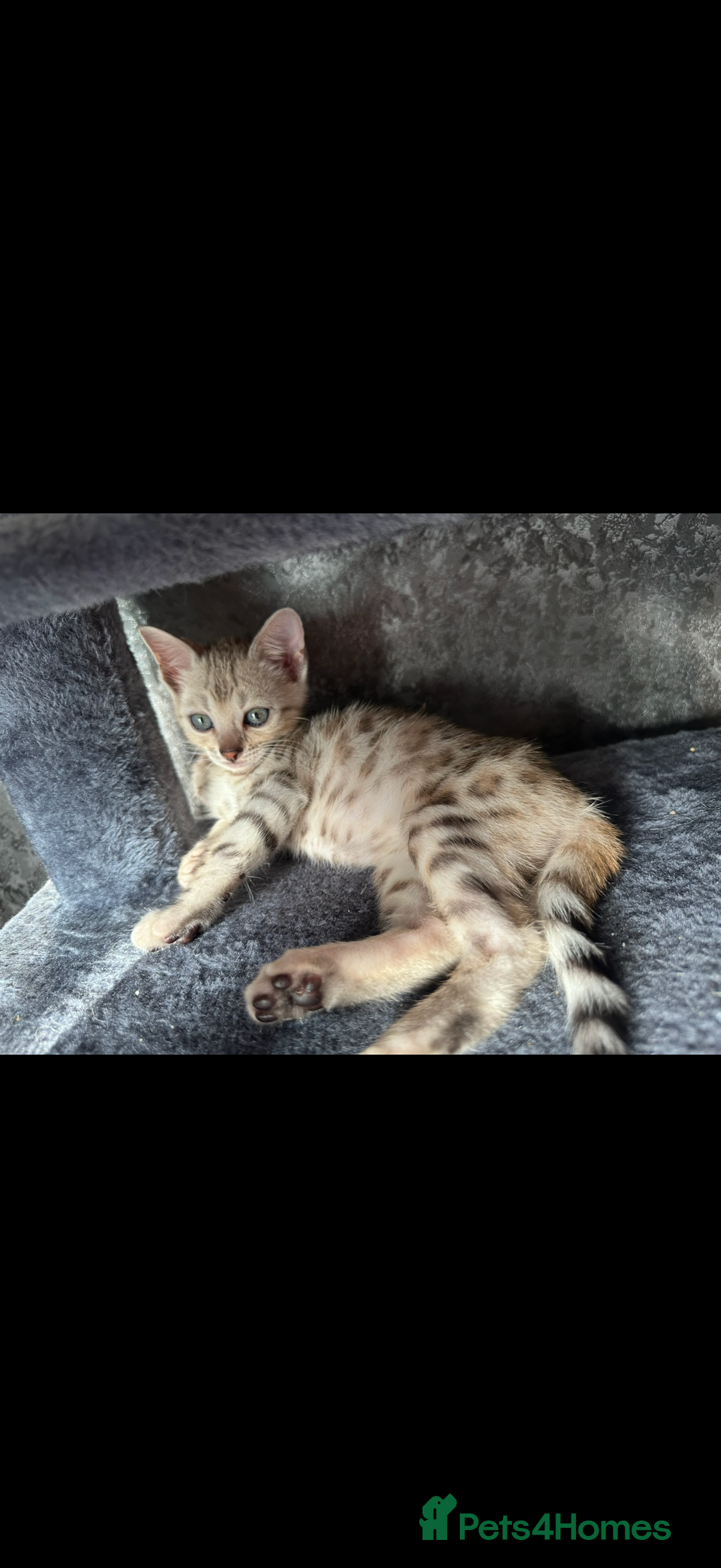Bengal cats for sale: BENGAL KITTENS FOR SALE - Image 13