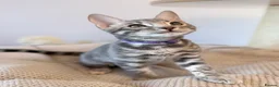 Bengal cats for sale: Exceptional Bengal Kittens Ready Now  - Advert 11