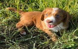 Cocker Spaniel dogs for sale: DARK RED W/COCKER SPANIEL BOY PUPPIES AVAILABLE  - Image 4