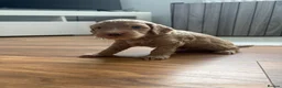 Cockapoo dogs for sale: Show quality litter of F2 cockerpoos 🌈 - Advert 34