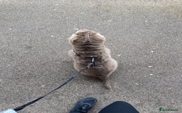 Shar Pei dogs for sale: Lilac bear coat Shar pei for sale  - Image 9