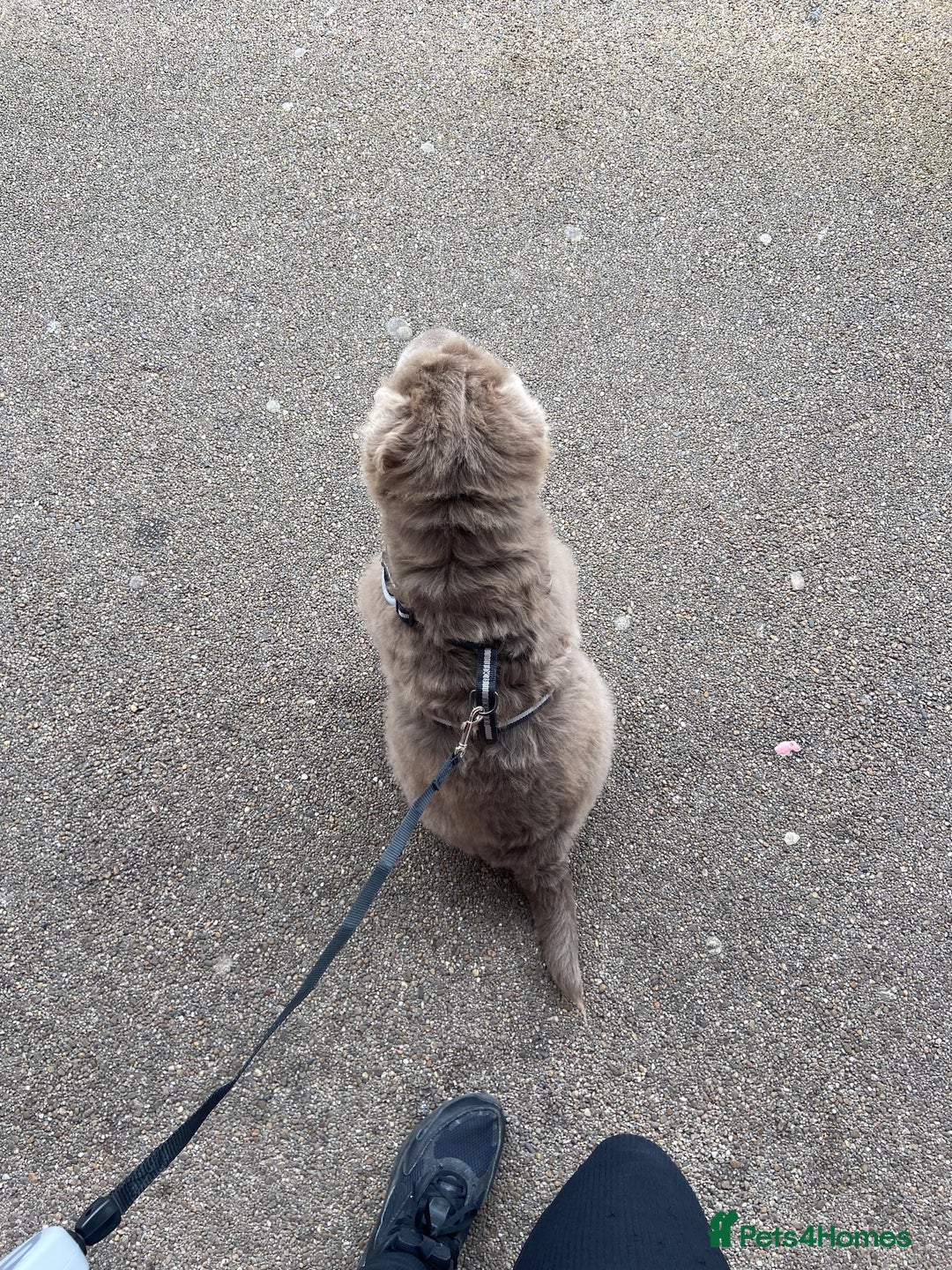 Shar Pei dogs for sale: Lilac bear coat Shar pei for sale  - Image 9