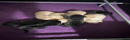 Labrador Retriever dogs for sale: Health tested Working Labrador Puppies in Welshpool - Advert 5