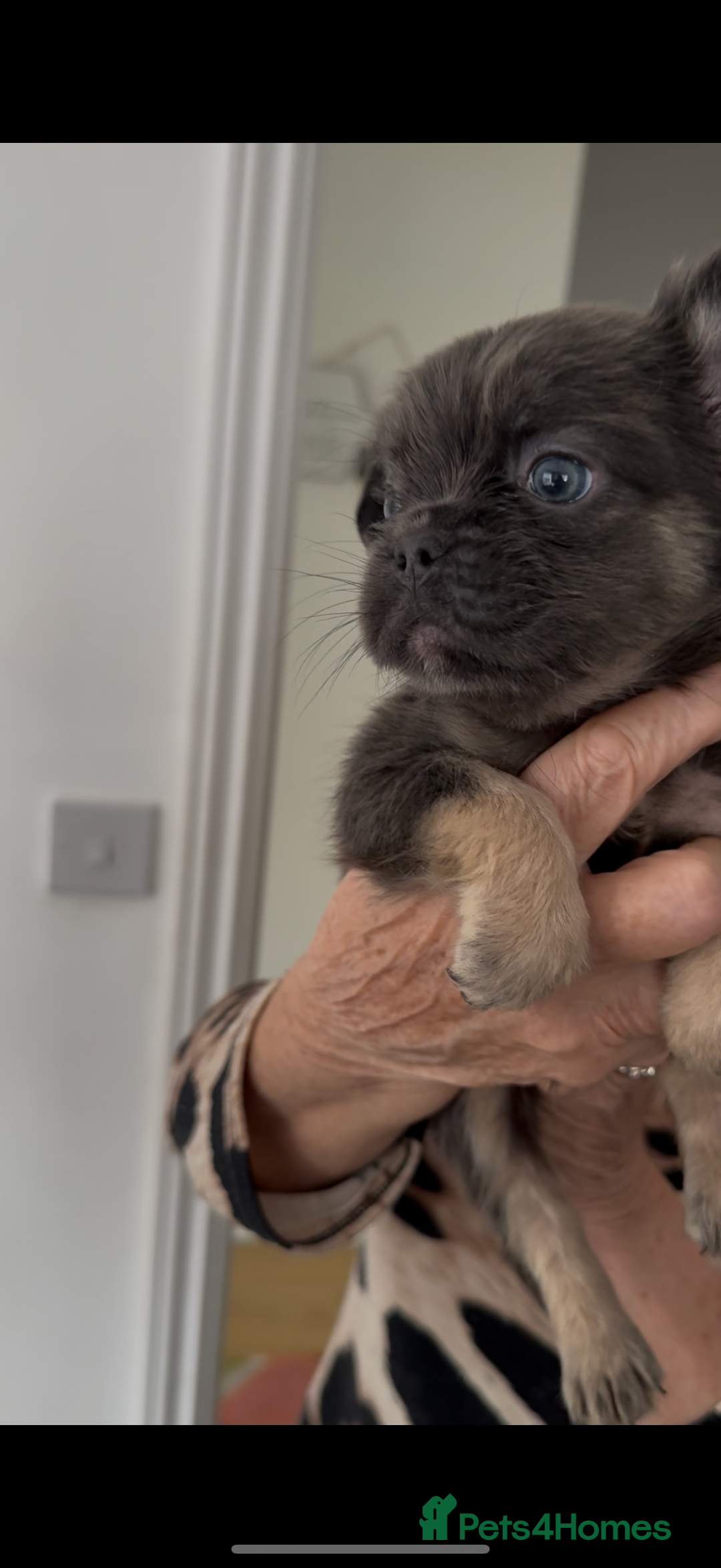 French Bulldog dogs for sale: REDUCED full fluffy pink carrying French bulldogs - Advert 6