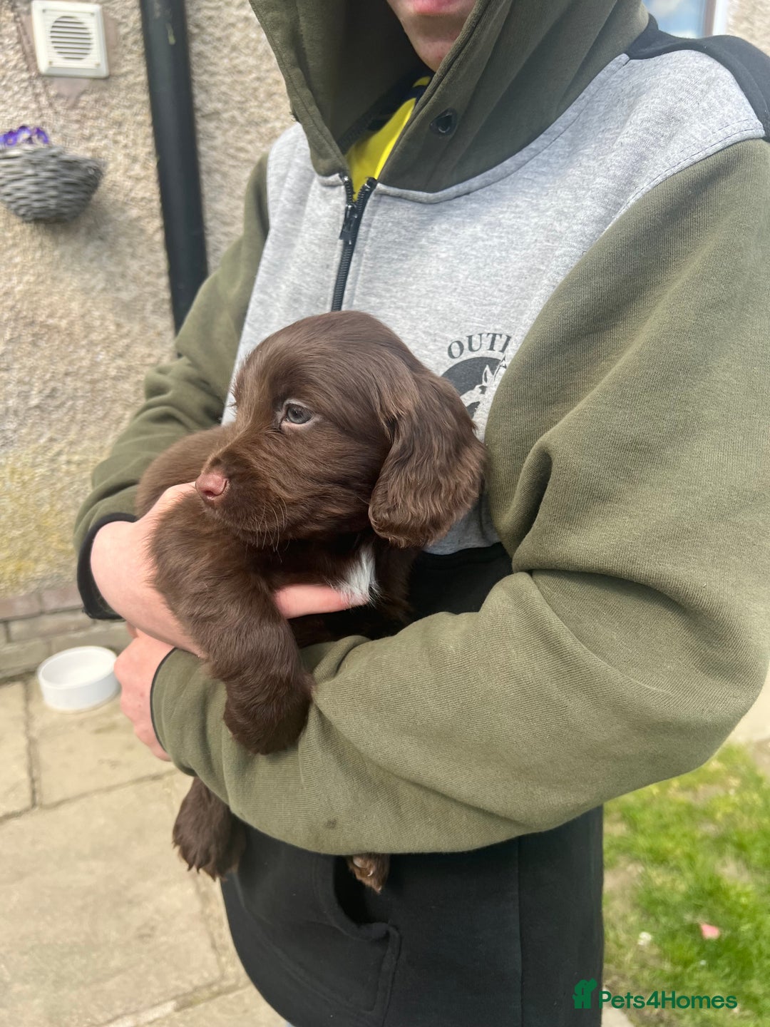 Cocker Spaniel dogs for sale: Cocker spaniels  in Denbigh - Advert 4