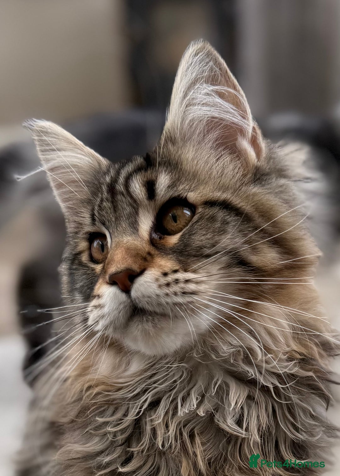 Maine Coon cats for sale: Outstanding pedigree kittens ACTIVE - Advert 4