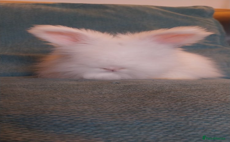 Angora rabbits - Advert 1