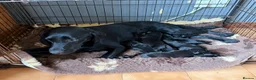 Labrador Retriever dogs for sale: Gorgeous KC Black Labrador pups for sale in Saltburn-by-the-Sea - Advert 4