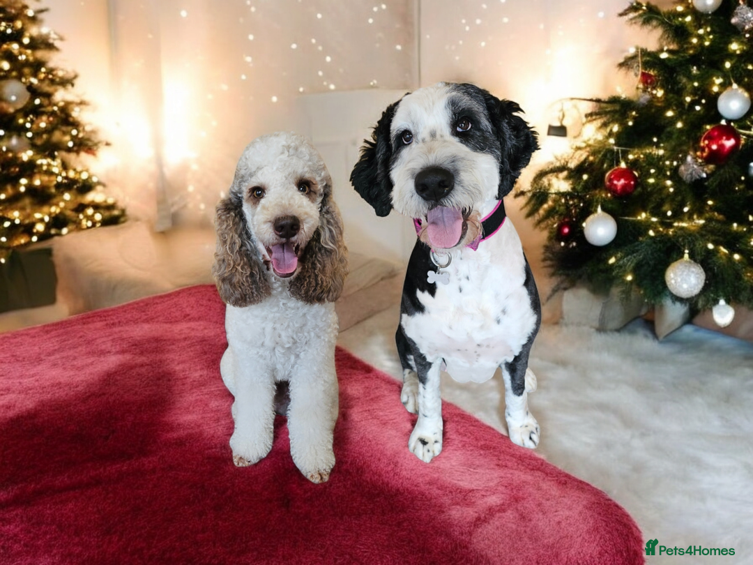 Goldendoodle dogs for stud: FULLY HEALTH TESTED! MOYEN POODLE STUD! in Kettering - Image 24