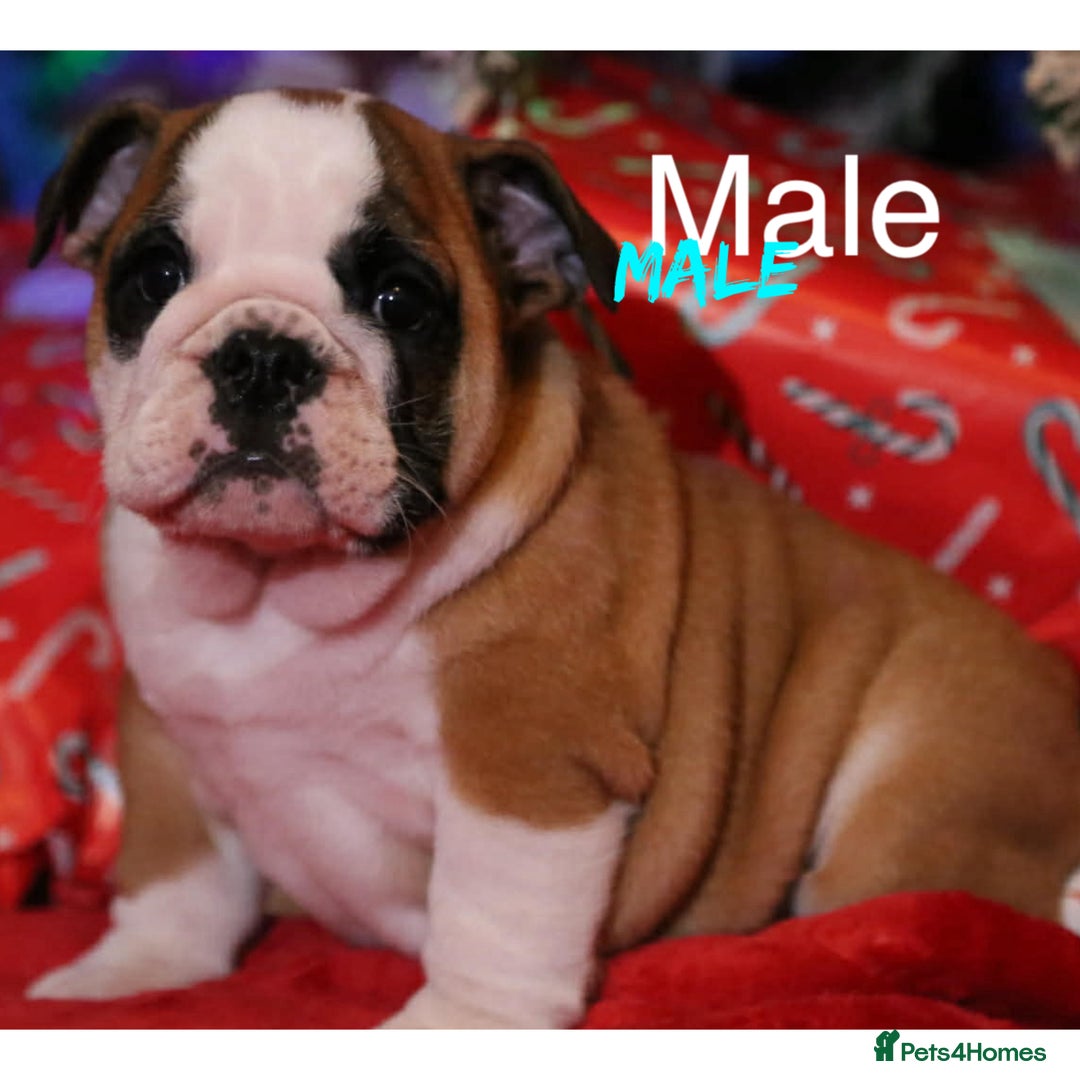 English Bulldog dogs for sale: Traditional English Bulldog puppies  - Advert 9