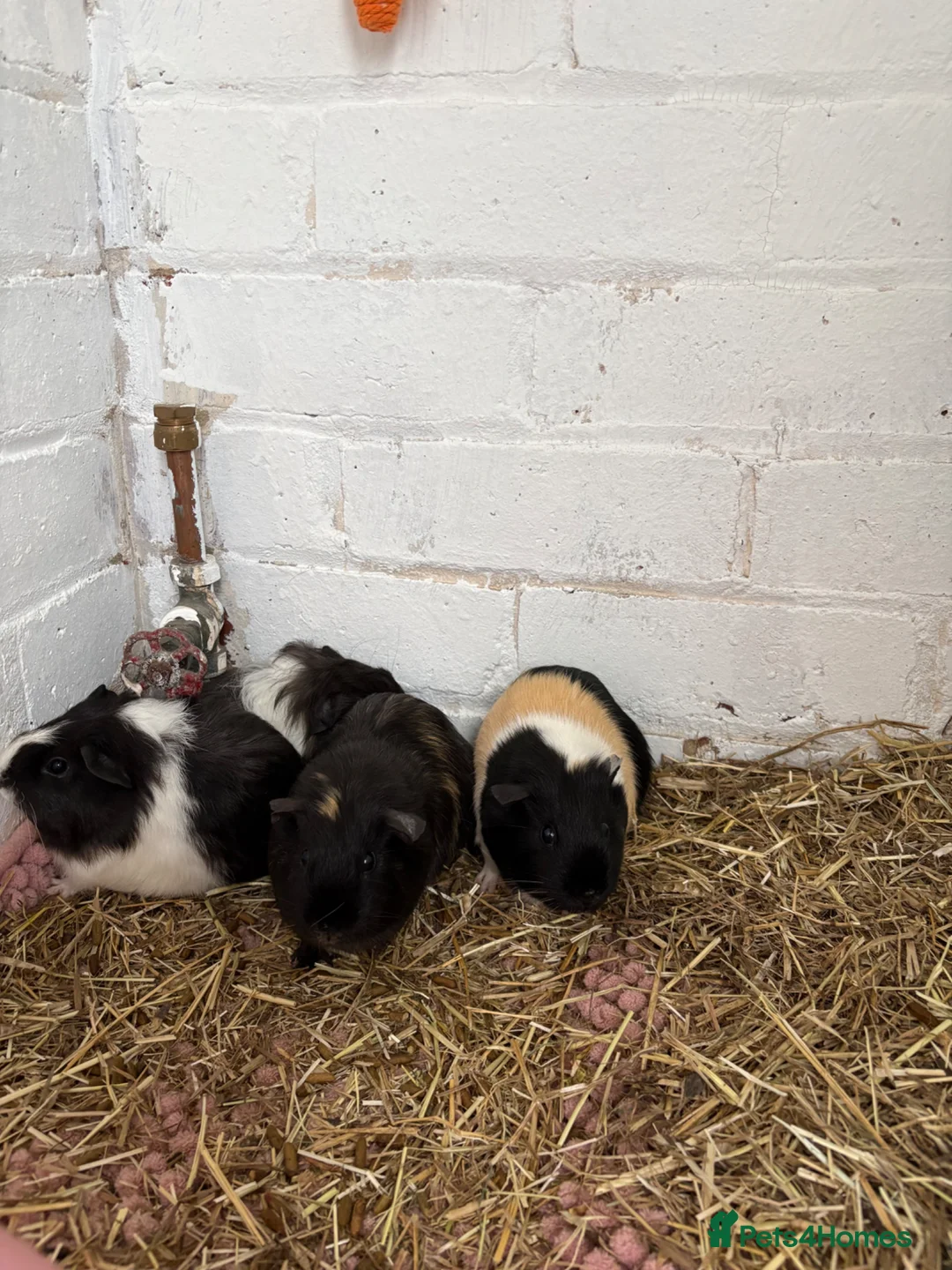 Guinea Pig rodents for sale: Four female guinea pigs  in Bishop Auckland - Advert 2