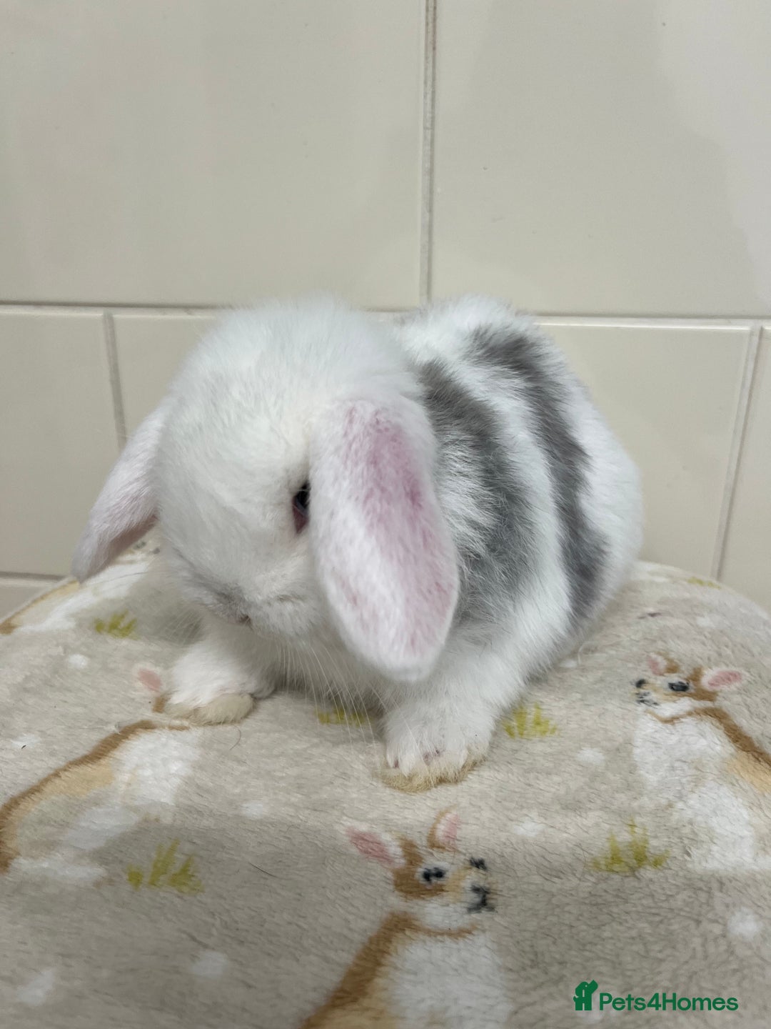 Mini Lop rabbits for sale: Stunning litter of mini lops ready soon  - Advert 7