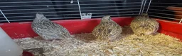 Quail poultry for sale: 3 Corturnix and 2 Celadon - Advert 3