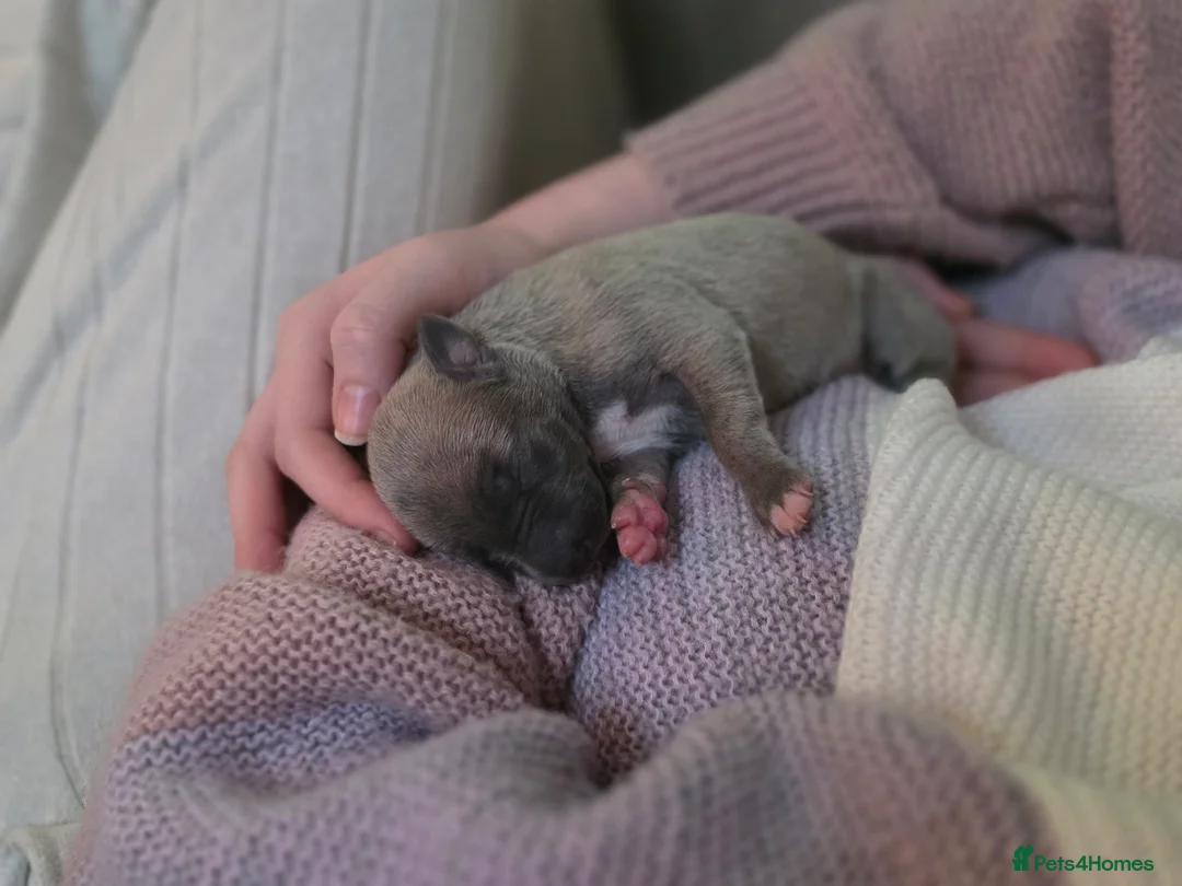 Whippet dogs for sale: Gorgeous kc registered whippet puppies  - Advert 8