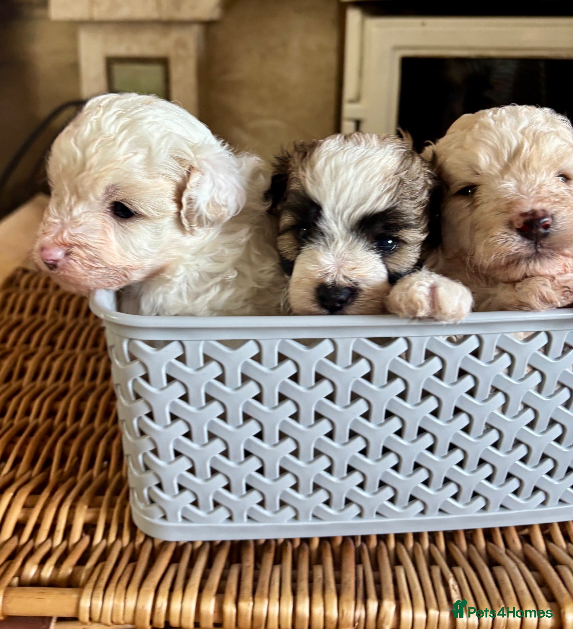 Pomapoo dogs *Rare Parti marked Pomapoo boys * - Advert 1