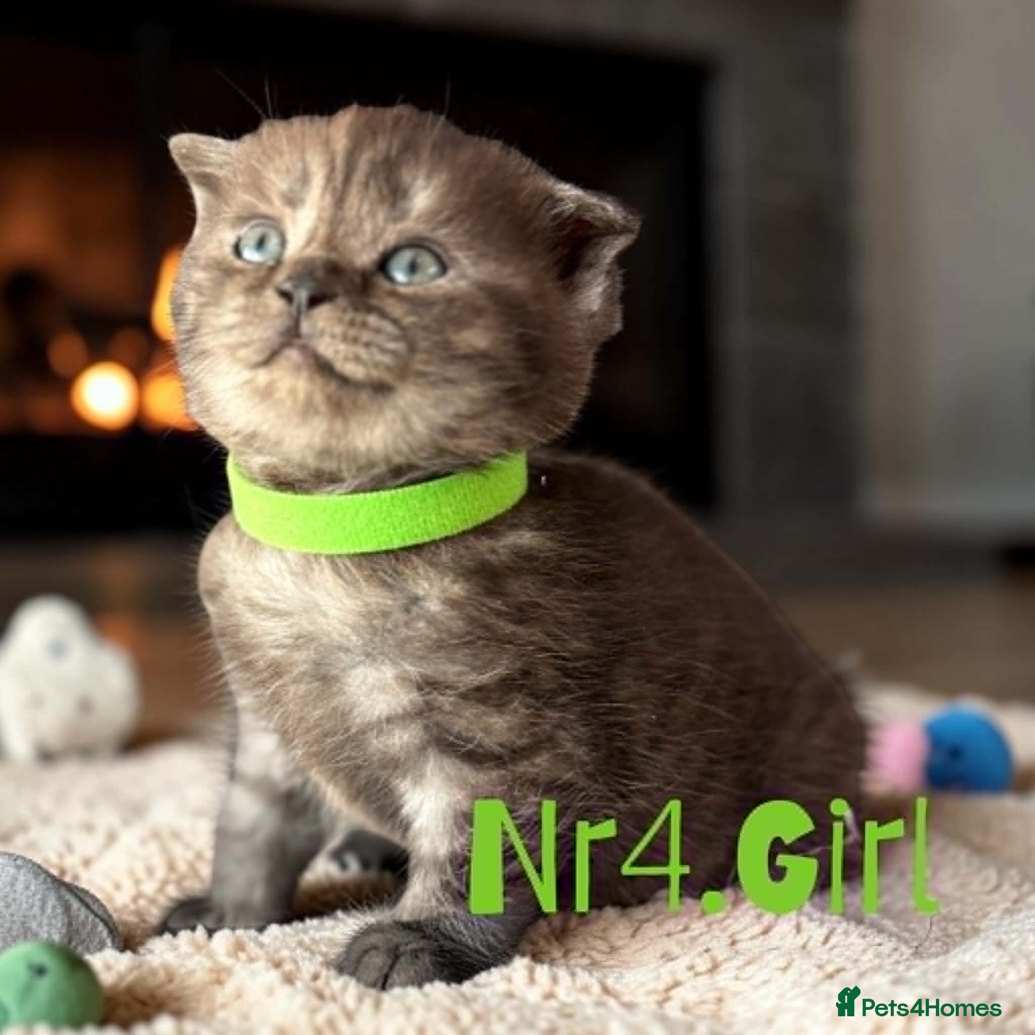 Scottish Fold cats for sale: 6 Pedigree Scottish Fold and Straight Kittens - Advert 7