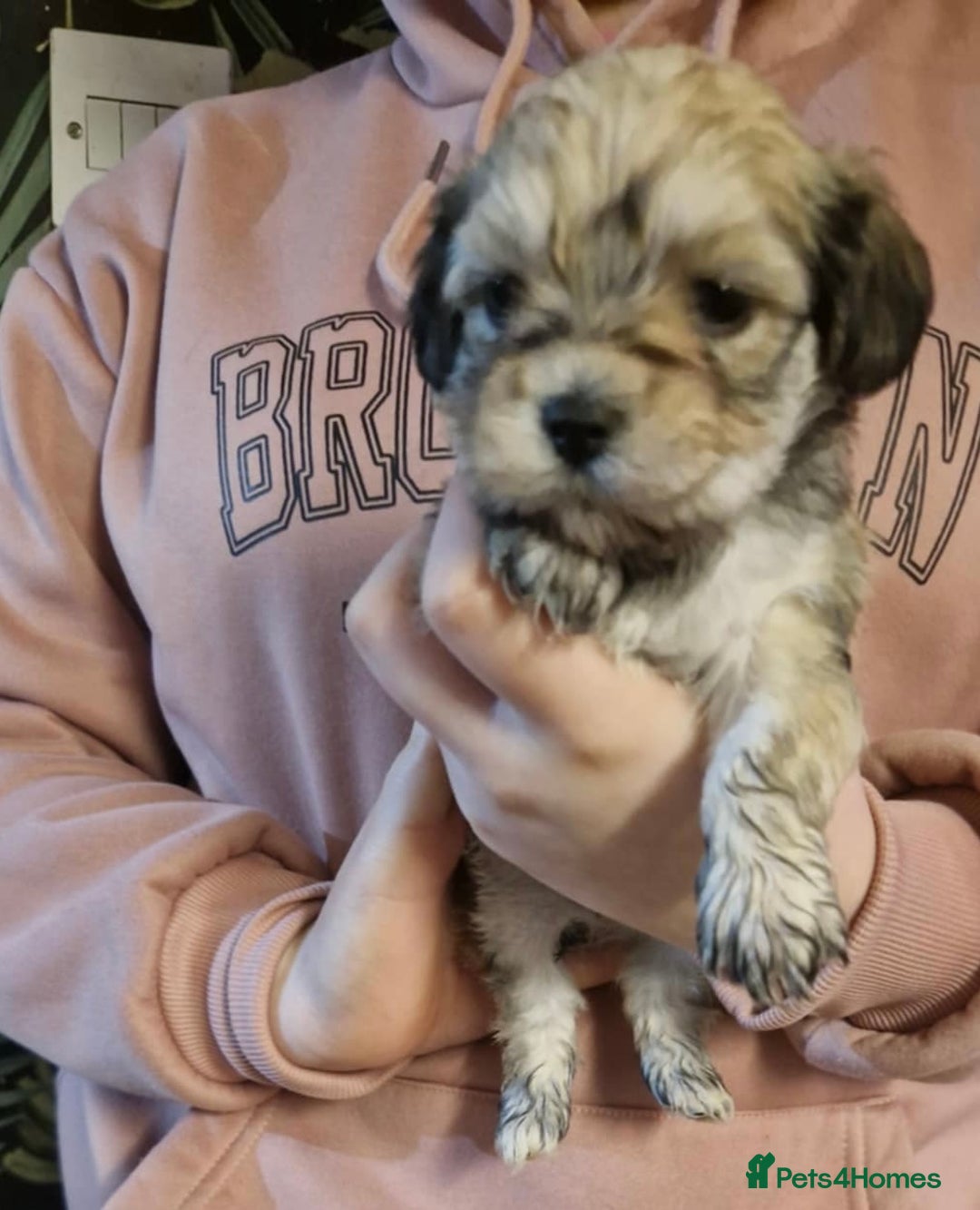 Mixed Breed dogs for sale: Lhasa Apso X Yorkshire terrier - Advert 2