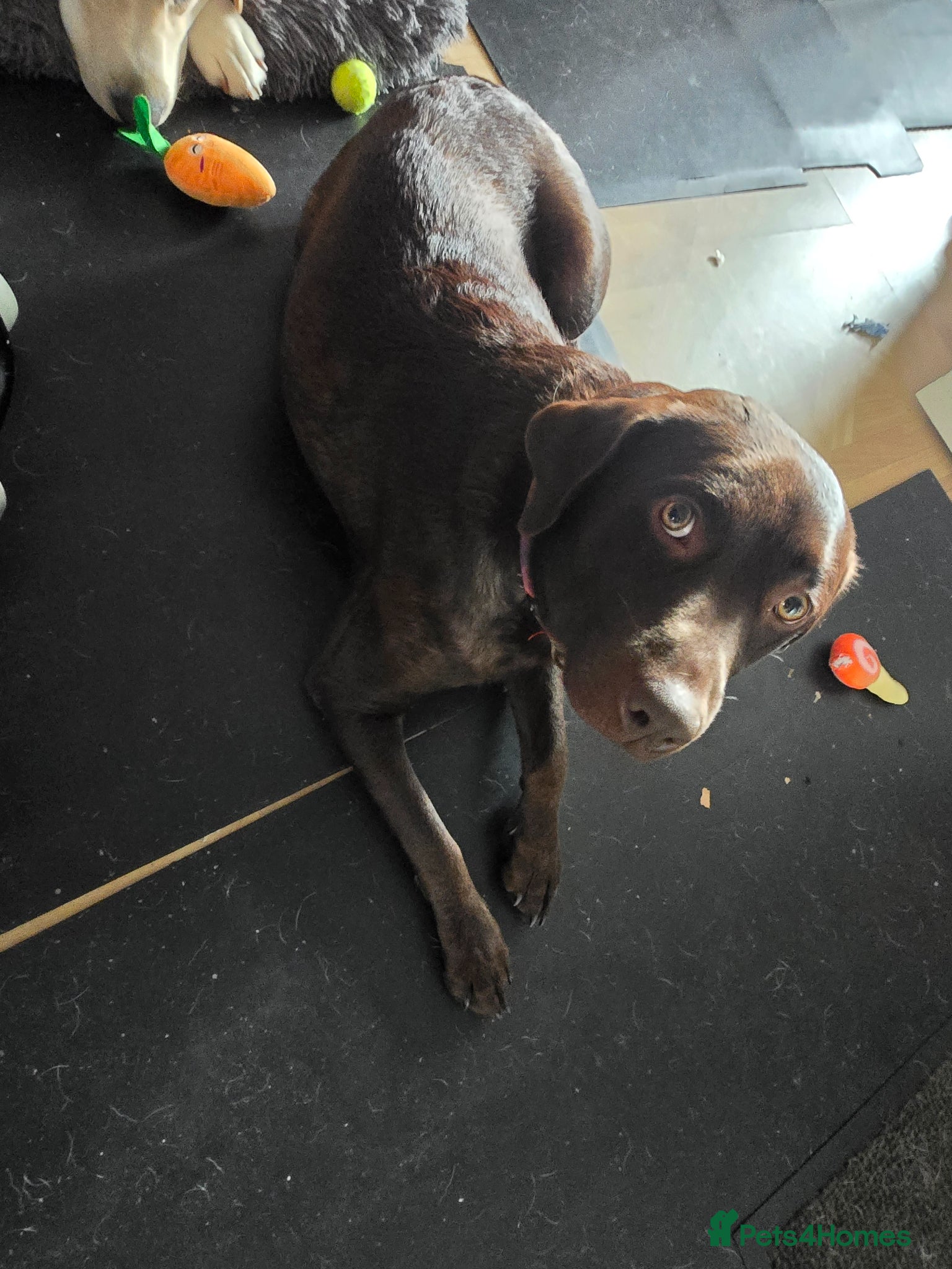 Labrador Retriever dogs 8 beautiful lab puppies  - Advert 14