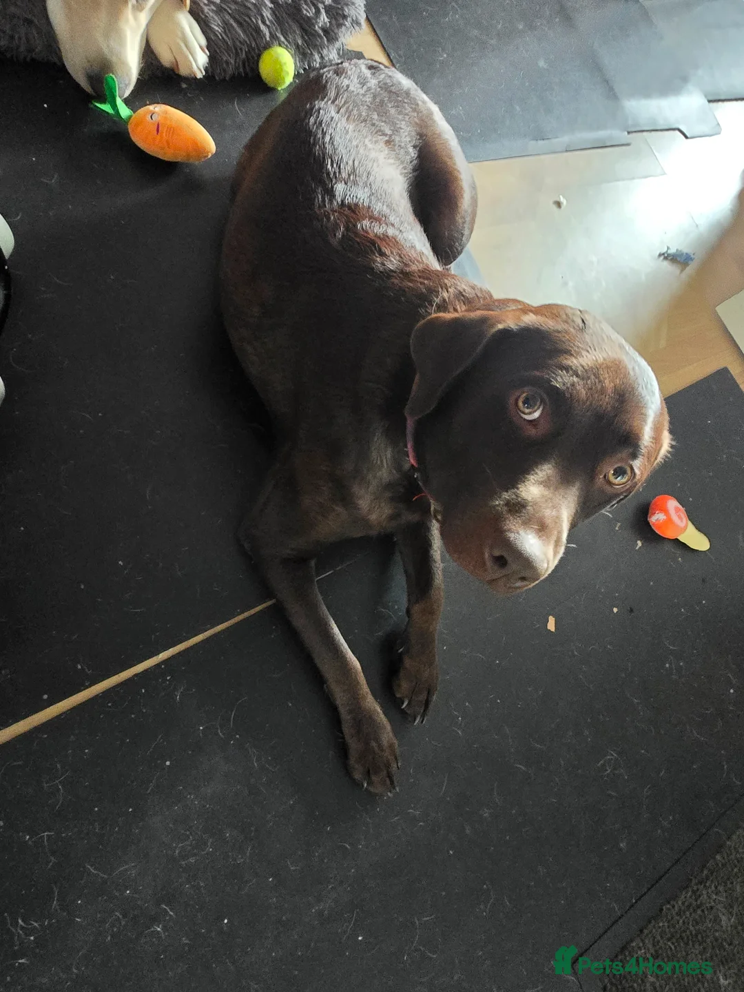 Labrador Retriever dogs for sale: 8 beautiful lab puppies  in Bridgwater - Advert 1