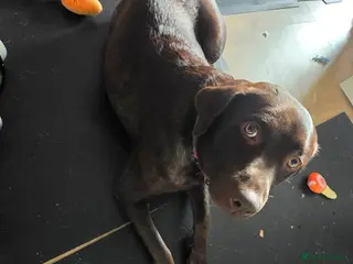 Labrador Retriever dogs 8 beautiful lab puppies - Advert 17