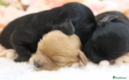 Cavapoo dogs for sale: Health Tested Cavapoo Puppies - Image 23