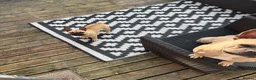French Bulldog dogs for sale: Fawn Female french bulldog in Kirkcaldy - Advert 3