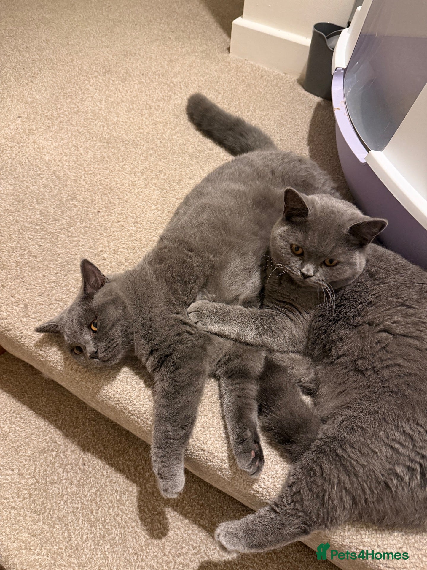 British Shorthair cats for sale: Daisy & Dottie - 7 month old bonded sisters  - Advert 17