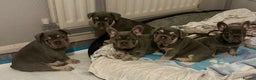 French Bulldog dogs for sale: French Bulldog Puppies  - Advert 9