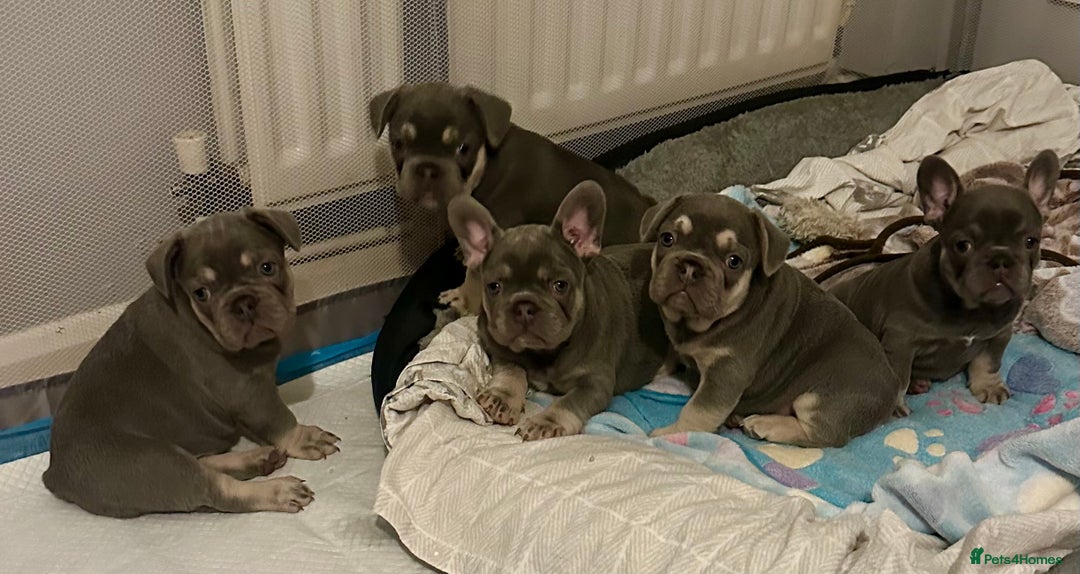 French Bulldog dogs for sale: French Bulldog Puppies  - Advert 9