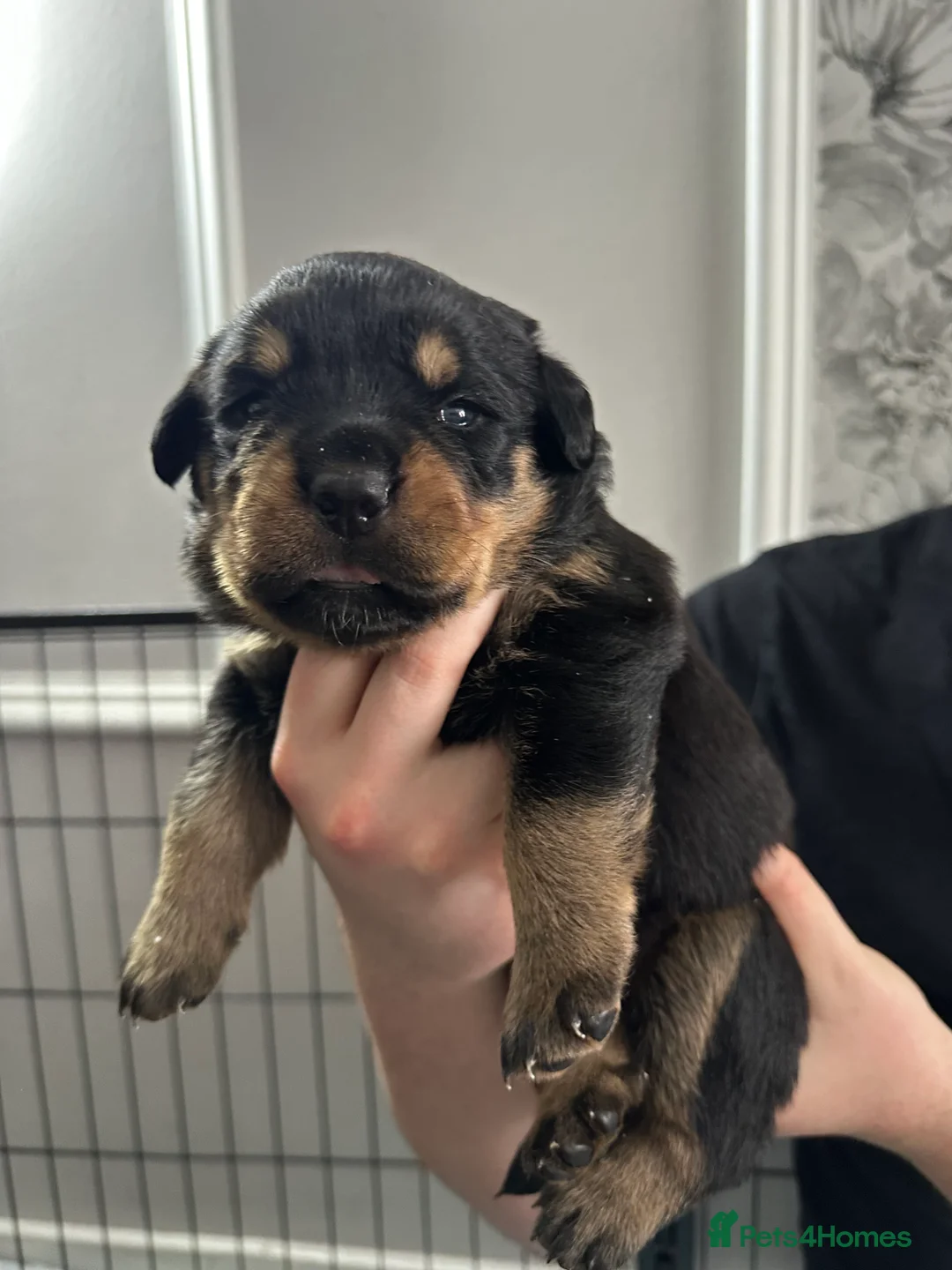 Rottweiler dogs for sale: 9 Beautiful Rottweiler Puppies - RESERVATION in Livingston - Advert 2