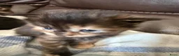 Mixed Breed cats for sale: Kittens for sale in Watchet - Advert 5