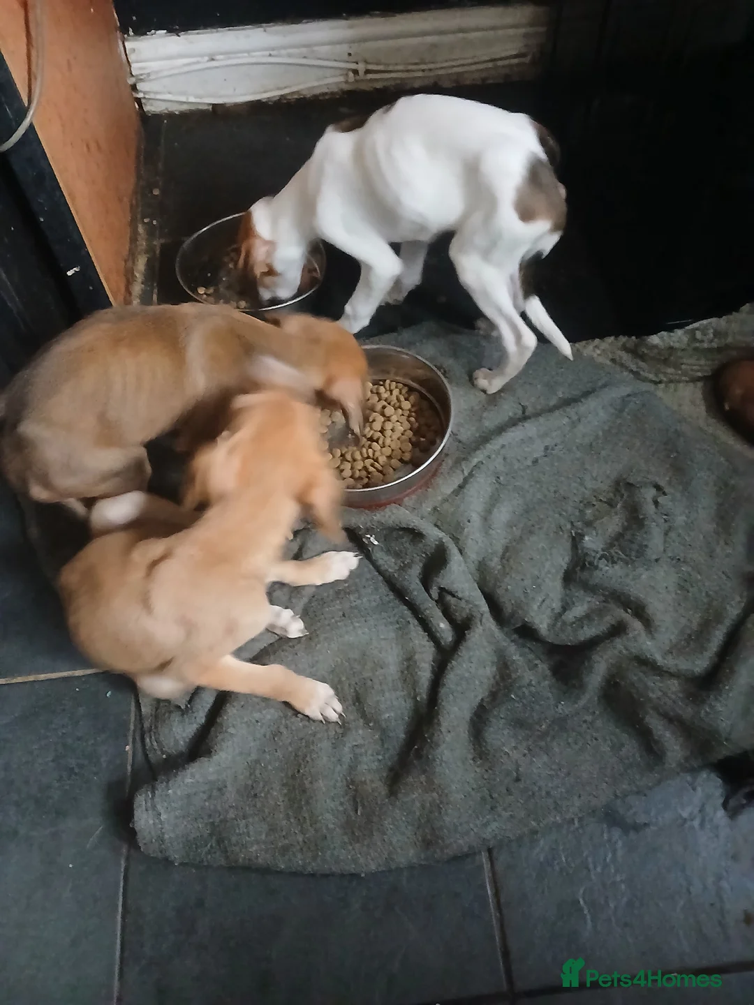 Mixed Breed dogs for sale: Three beautiful deerhound x greyhound  - Advert 9