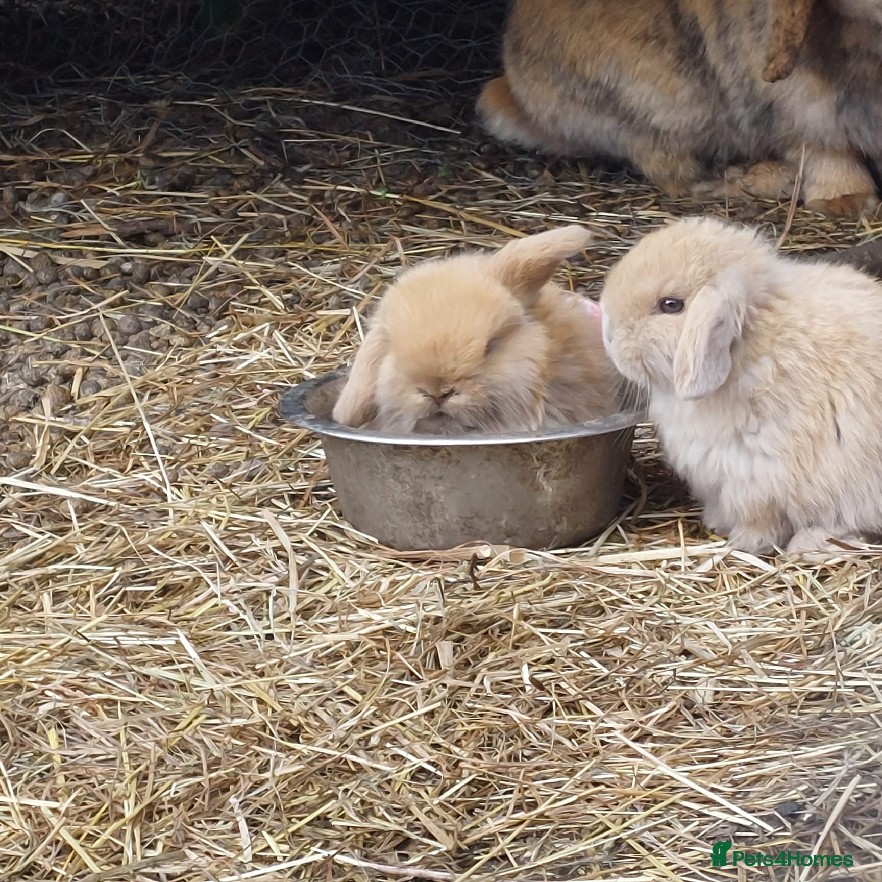 Mini Lop rabbits Beautiful Baby Mini Lops - Advert 1