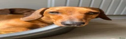 Miniature Dachshund dogs for sale: Miniature dachshunds smooth hairedKC REG PRA CLEAR - Advert 14