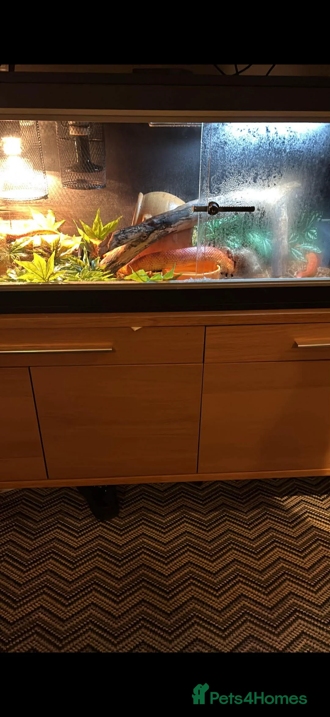 Corn Snake reptiles for sale: Bertha the female corn  - Advert 3