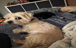 Morkie dogs for sale: Yorkshire terrier x maltese 7 yrs old  - Image 3