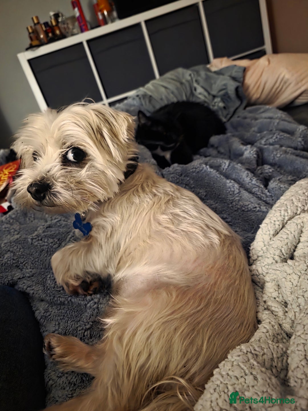 Morkie dogs for sale: Yorkshire terrier x maltese 7 yrs old  - Image 3