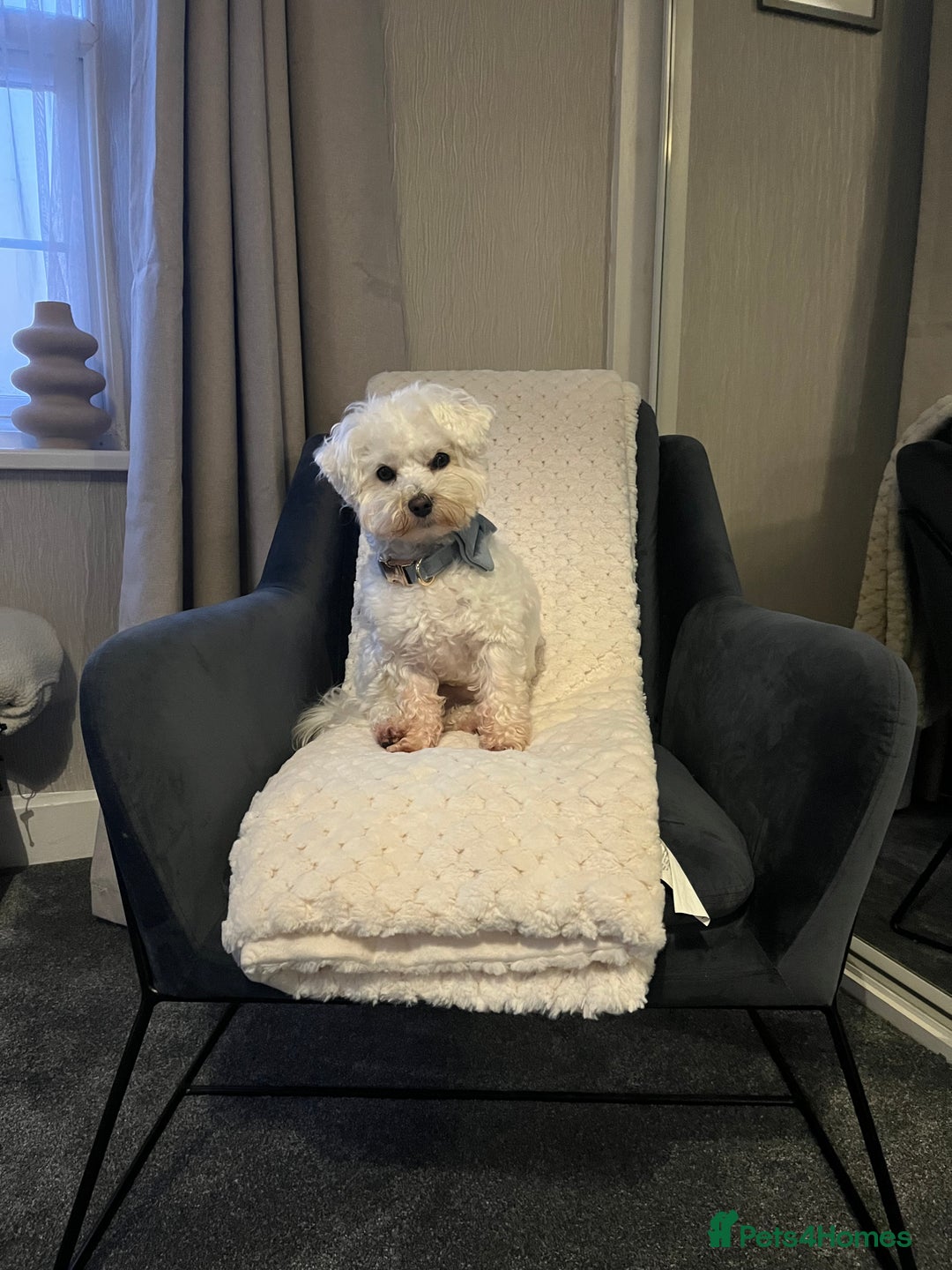 Maltipoo dogs for stud: Small Maltipoo Stud  - Image 2